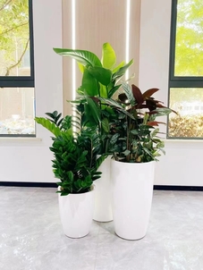 余姚盆景出租价格大起底,你绝对不能错过!